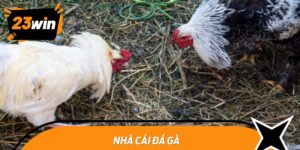 nha cai da ga 1