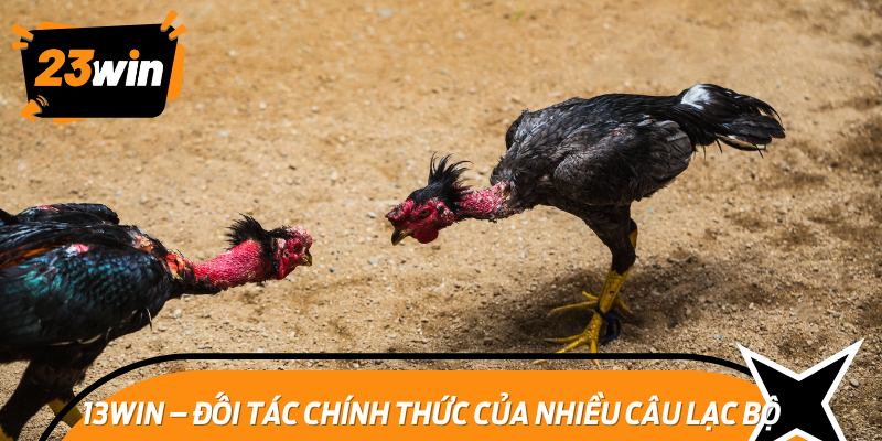 13win – Đối tác chính thức của nhiều câu lạc bộ đá gà nổi tiếng